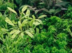 Herbs that grow well together. Close-up of a raised bed containing herbs such as parsley, marjoram, sage, thyme, and mint thriving in a garden setting.