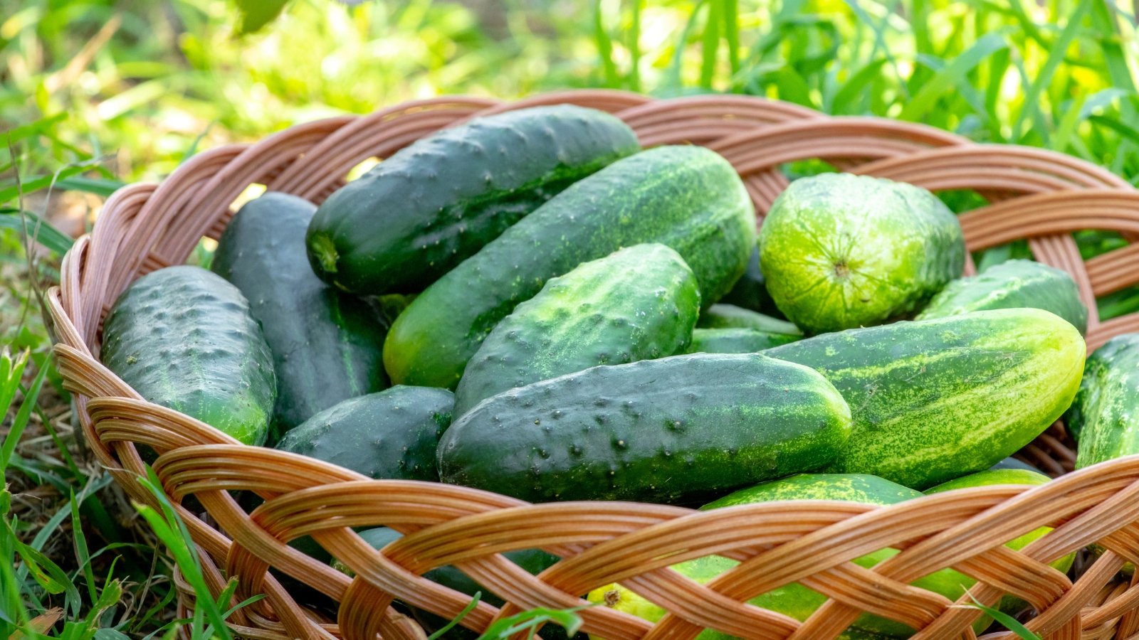 Close-up of a wicker basket filled with freshly picked 'Homemade Pickles' cucumbers in a grassy garden, showcasing small, firm, slightly spiny fruits with a vibrant green coloration.