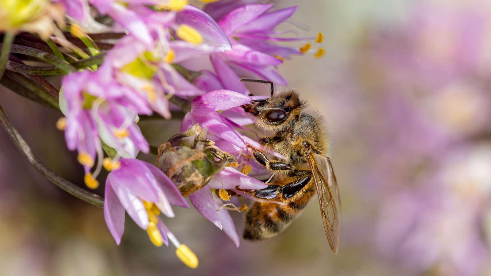 A close-up of a honeybee delicately landing on a cluster of purple nodding onion flowers. The intricate details of the bee's wings and the delicate petals of the flowers create a mesmerizing scene of nature in action.