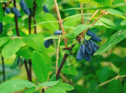 Close-up of ripe berries on the branches of a Honeyberry shrub. The Honeyberry shrub presents a striking appearance with its upright growth habit and slender, arching branches adorned with oval-shaped leaves of deep green color. The bush produces clusters of small, elongated berries that ripen to shades of deep blue.