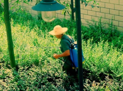 Person spraying horticultural oils