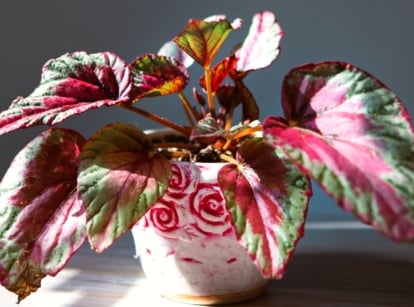 houseplants fun foliage. View of a Begonia Maui Sunset Rex in a beautiful decorative pot against a gray wall. The Begonia Maui Sunset decorative-deciduous Rex showcases stunning, intricately patterned leaves with vibrant hues of pink, purple, silver, and green, creating a striking contrast against its dark, burgundy stems. Its large, asymmetrical leaves boast a velvety texture and are adorned with dramatic swirls and spirals, adding to its ornate appearance.