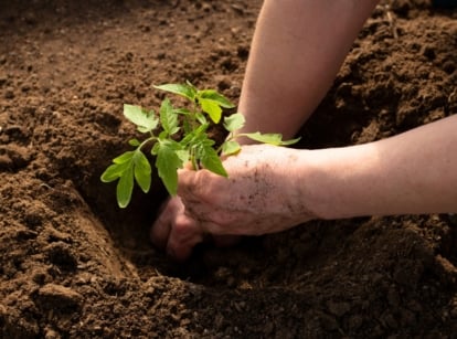 how deep plant tomatoes. Close-up of female hands planting a tomato seedling in a deep hole in the soil in the garden. The tomato plant is characterized by its lush green foliage, consisting of serrated leaves arranged alternately along the stems.