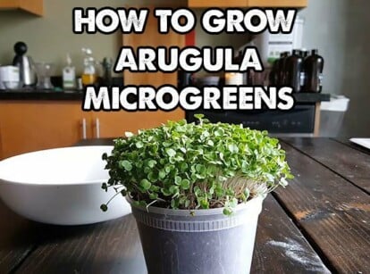 How to grow arugula microgreens