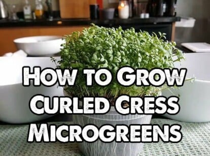 How to Grow Cress Microgreens Fast and Easy