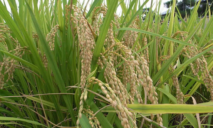 How to grow rice