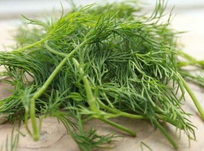 How to harvest dill