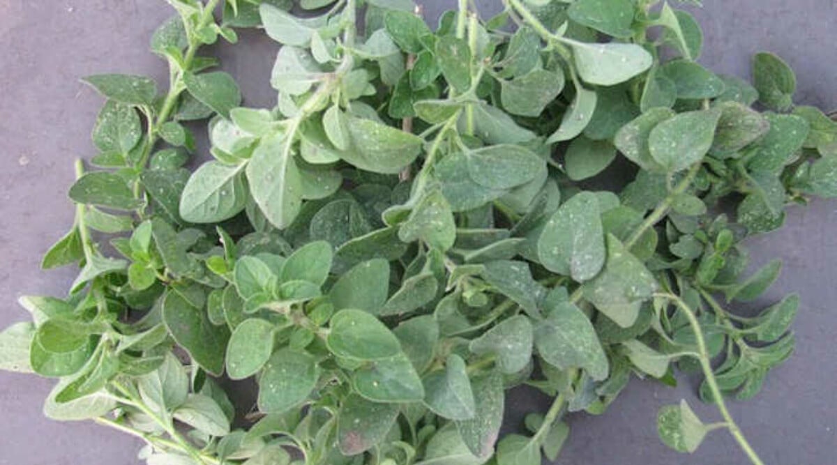 How to harvest oregano