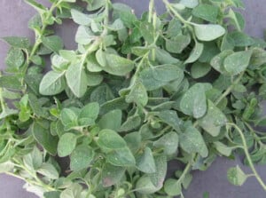 How to harvest oregano