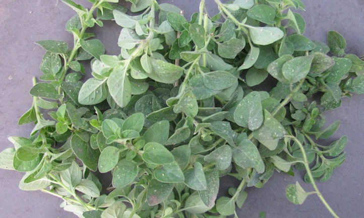 How to harvest oregano