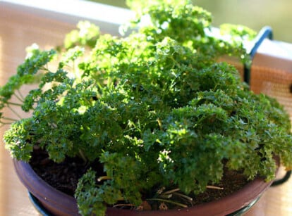 How to harvest parsley