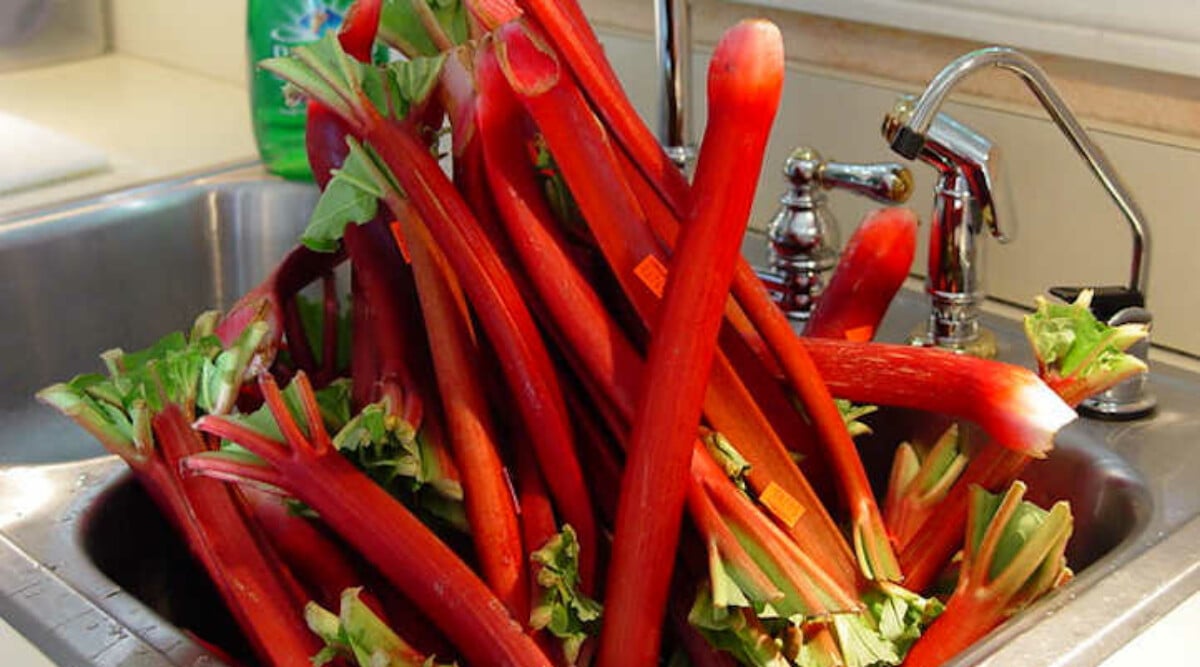 How to harvest rhubarb