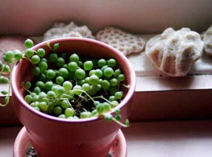 How To Propagate String Of Pearls