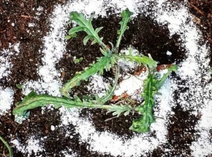 How to use diatomaceous earth