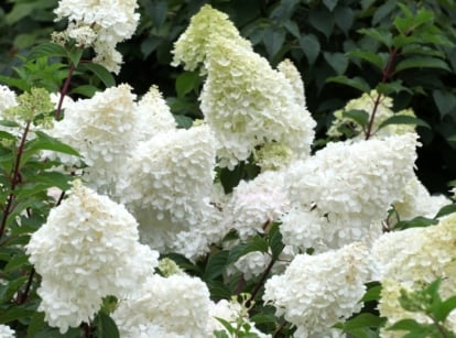 White clusters of 'Renhy' hydrangeas adding a soft elegance to the scene. Vibrant green leaves form a lush backdrop, enhancing the purity and elegance of the blossoms, creating a serene garden scene.