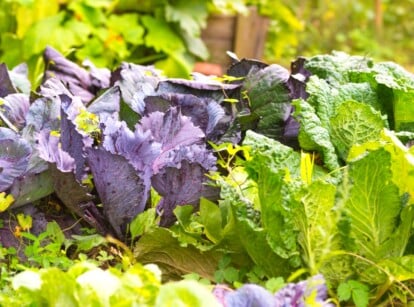 A cluster of brassicas in vibrant shades of purple and green, creating a captivating display of nature’s colors. The intricately layered leaves showcase a harmonious blend of rich hues, adding depth and visual interest to the composition.