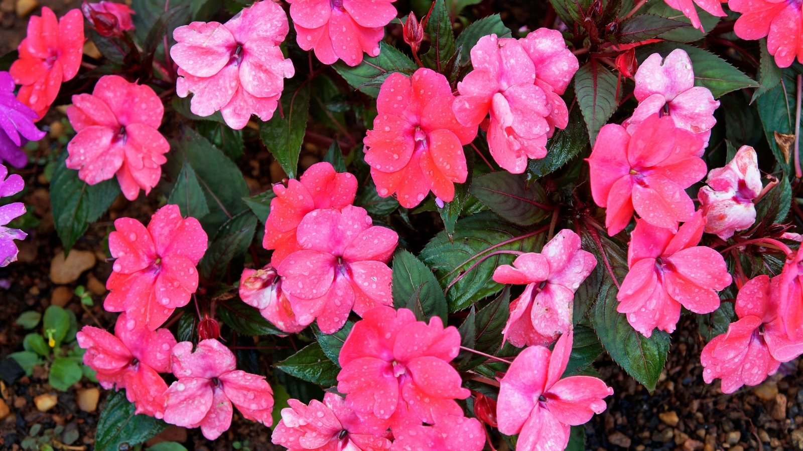 Impatiens present succulent stems and serrated leaves, adorned with clusters of small, pink flowers covered with drops of water.