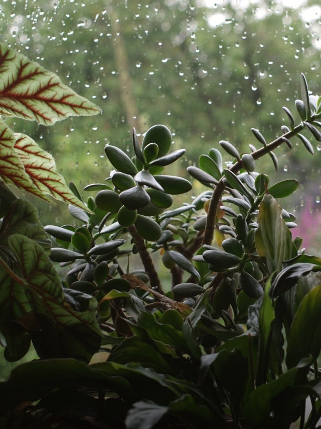 21 Plants You Should Bring in for Winter