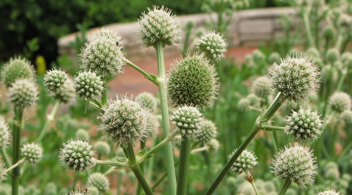 A close-up on Rattlesnake Master captures the tall flowering stalk adorned with yucca-like, spiny-edged leaves and spiky greenish-white orb flowers, creating a unique and intriguing visual.