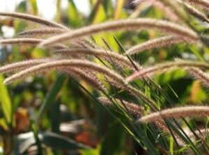 Close-up of Pennisetum setaceum rubrum, invasive ornamental grass, in a sunny garden. Pennisetum setaceum rubrum, commonly known as purple fountain grass, presents a striking appearance with its upright, arching stems adorned with slender, burgundy-colored foliage that cascades gracefully. The plant produces showy, bottlebrush-like flower spikes that emerge above the foliage.