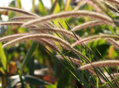 Close-up of Pennisetum setaceum rubrum, invasive ornamental grass, in a sunny garden. Pennisetum setaceum rubrum, commonly known as purple fountain grass, presents a striking appearance with its upright, arching stems adorned with slender, burgundy-colored foliage that cascades gracefully. The plant produces showy, bottlebrush-like flower spikes that emerge above the foliage.