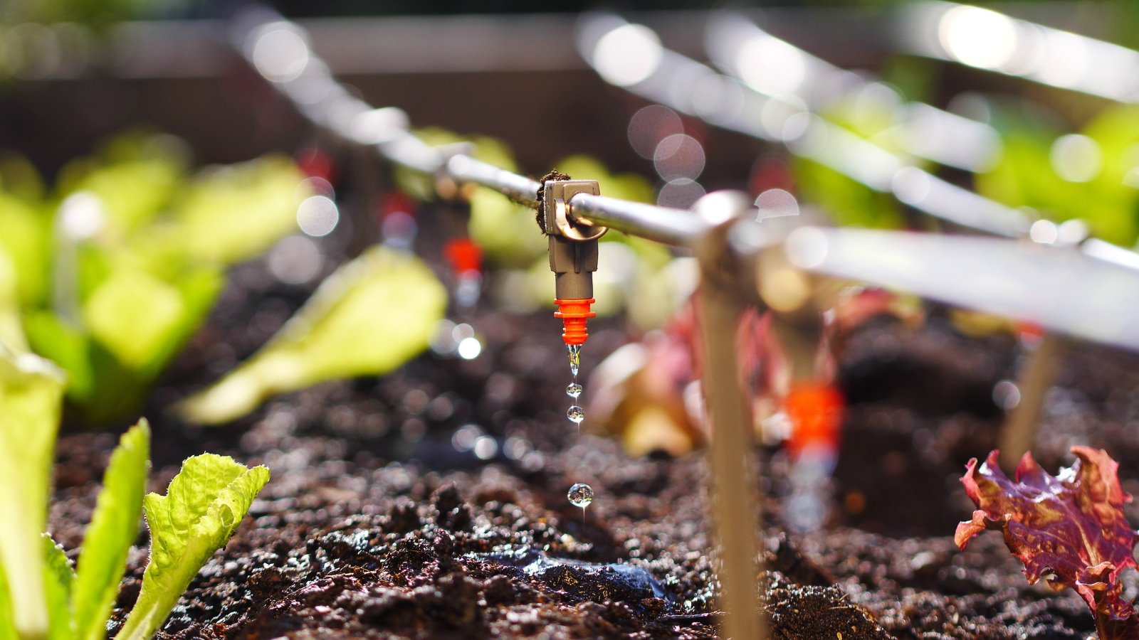 A raised bed with a drip irrigation system, conserving water while nourishing plants, illuminated by sunlight, casting shadows and highlighting the vivid hues of the foliage.