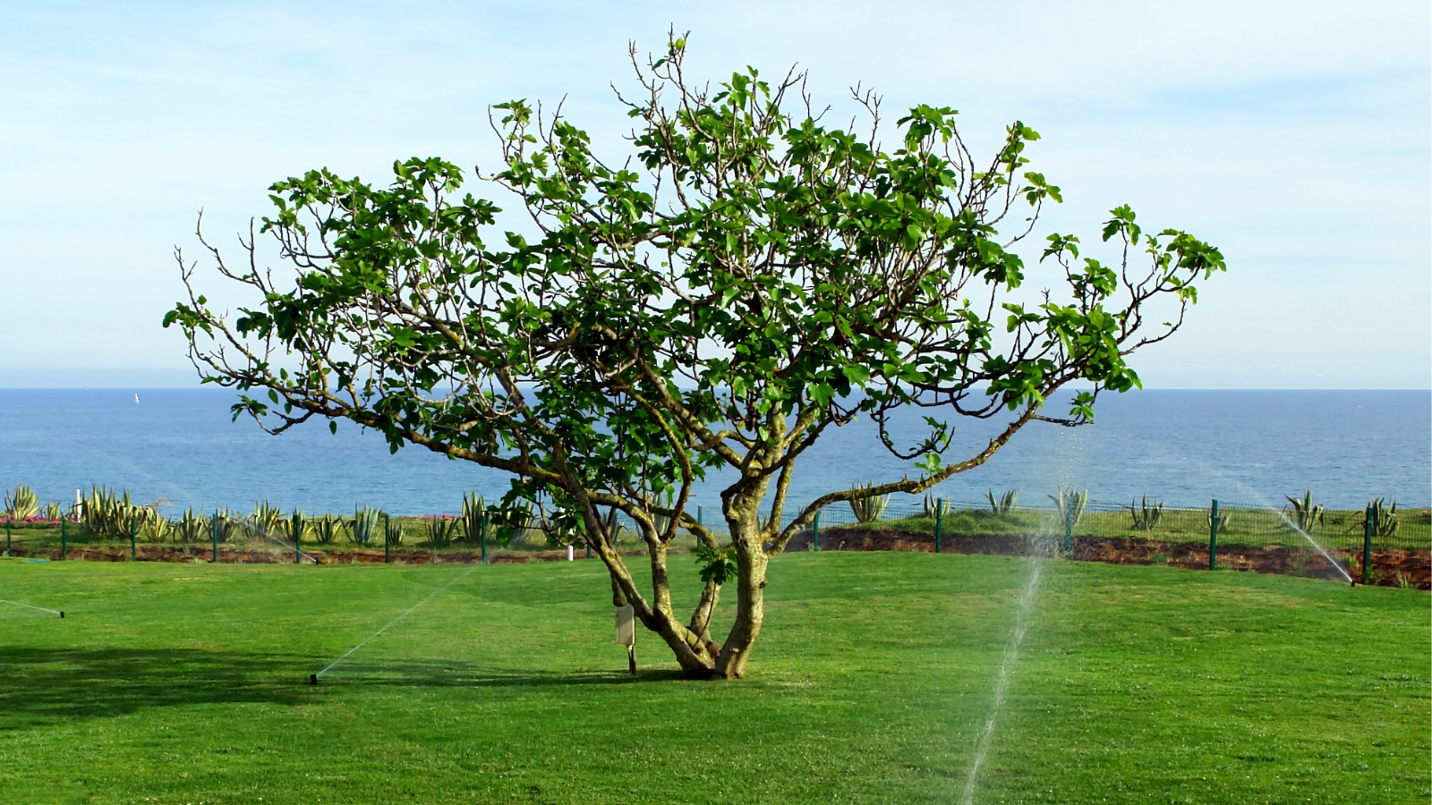 A fig tree dappled by droplets from sprinklers. Its backdrop features meticulously trimmed grass, and beyond lies a vast expanse resembling a tranquil ocean, creating a serene ambiance.