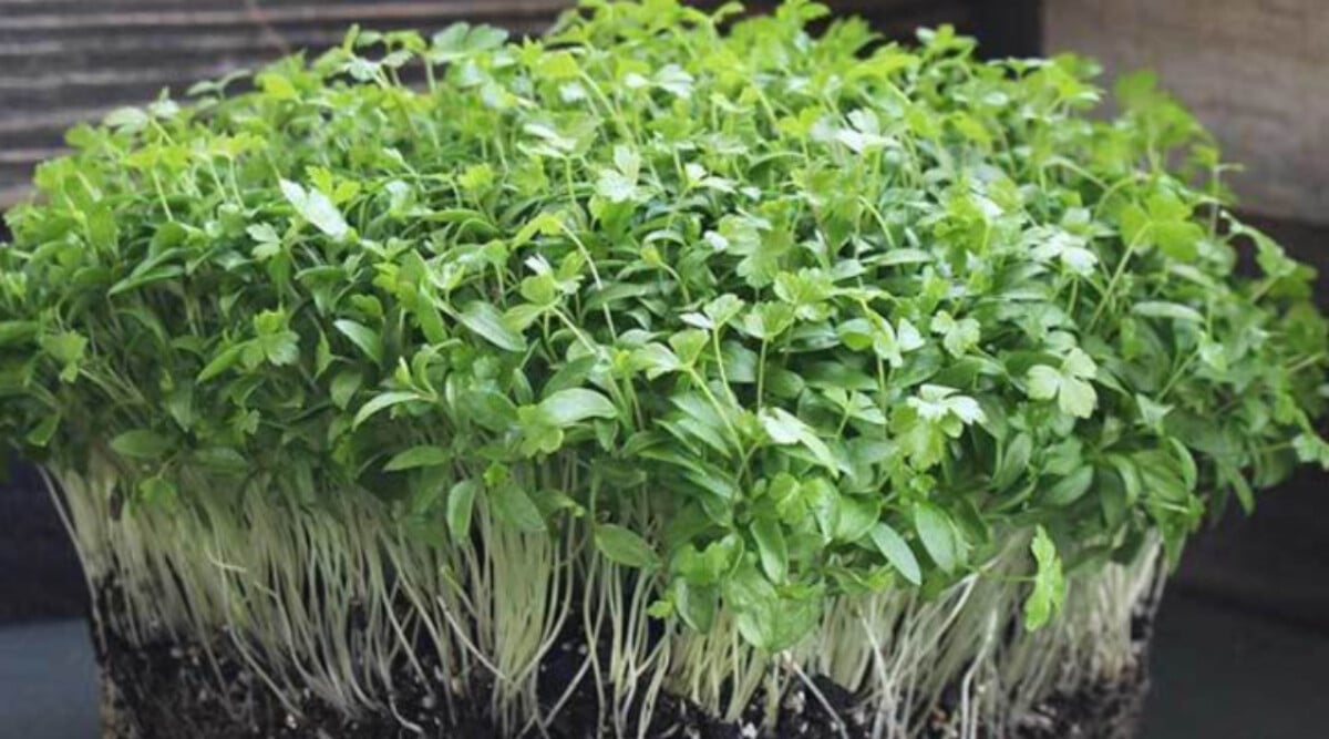 Italian flat leaf parsley microgreens