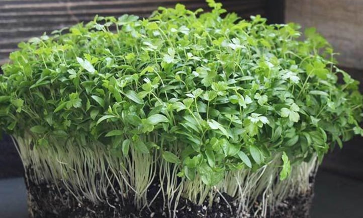 Italian flat leaf parsley microgreens