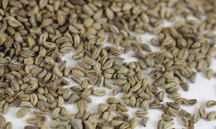 Italian flat leaf parsley seeds