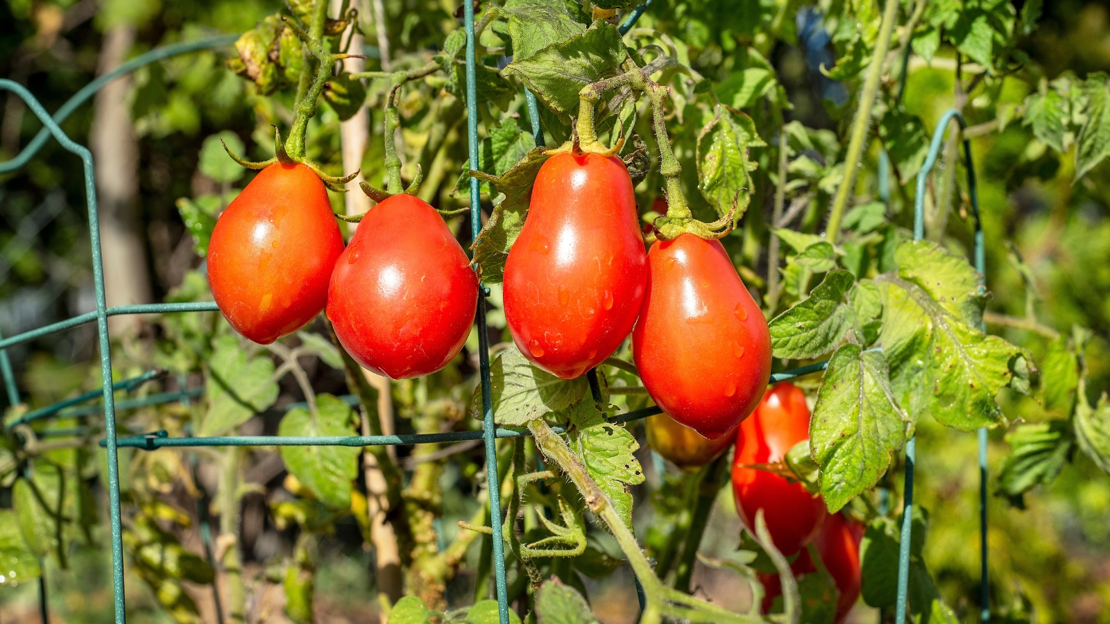 The Italian Roma tomato plant displays glossy, dark green foliage and elongated, plum-shaped fruits with a vibrant red hue.