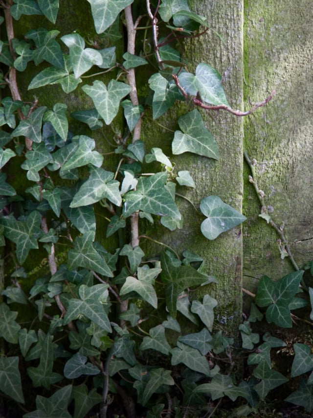 10 Types of Ivy Plants to Grow This Season