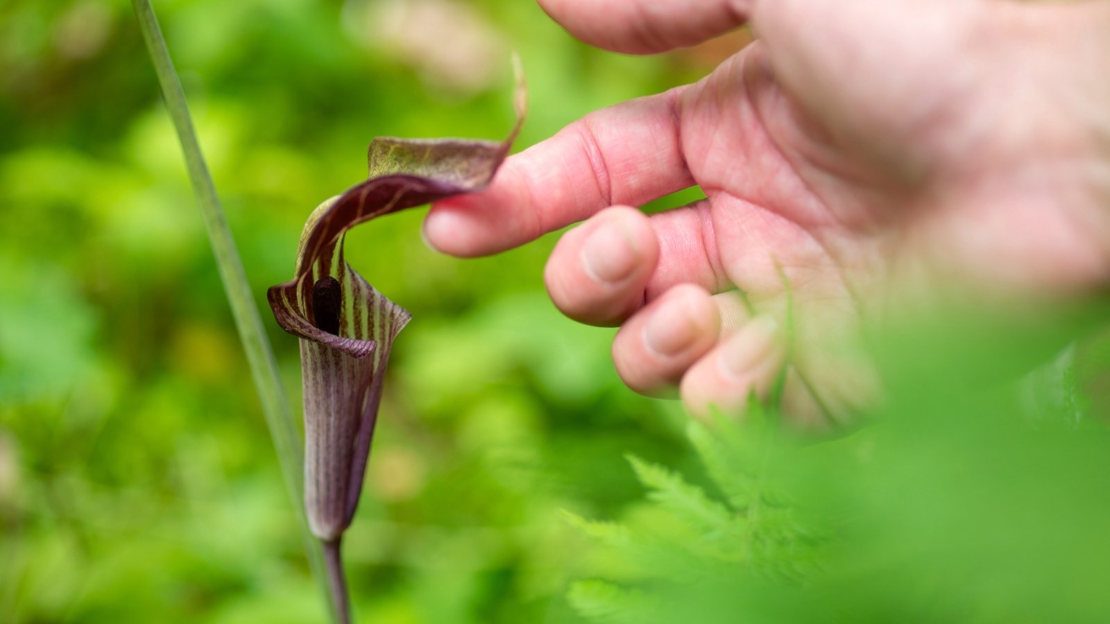 Close-up of a human hand touching Arisaema triphyllum which boasts a unique flower with a striped, hooded spathe enveloping a slender spadix.