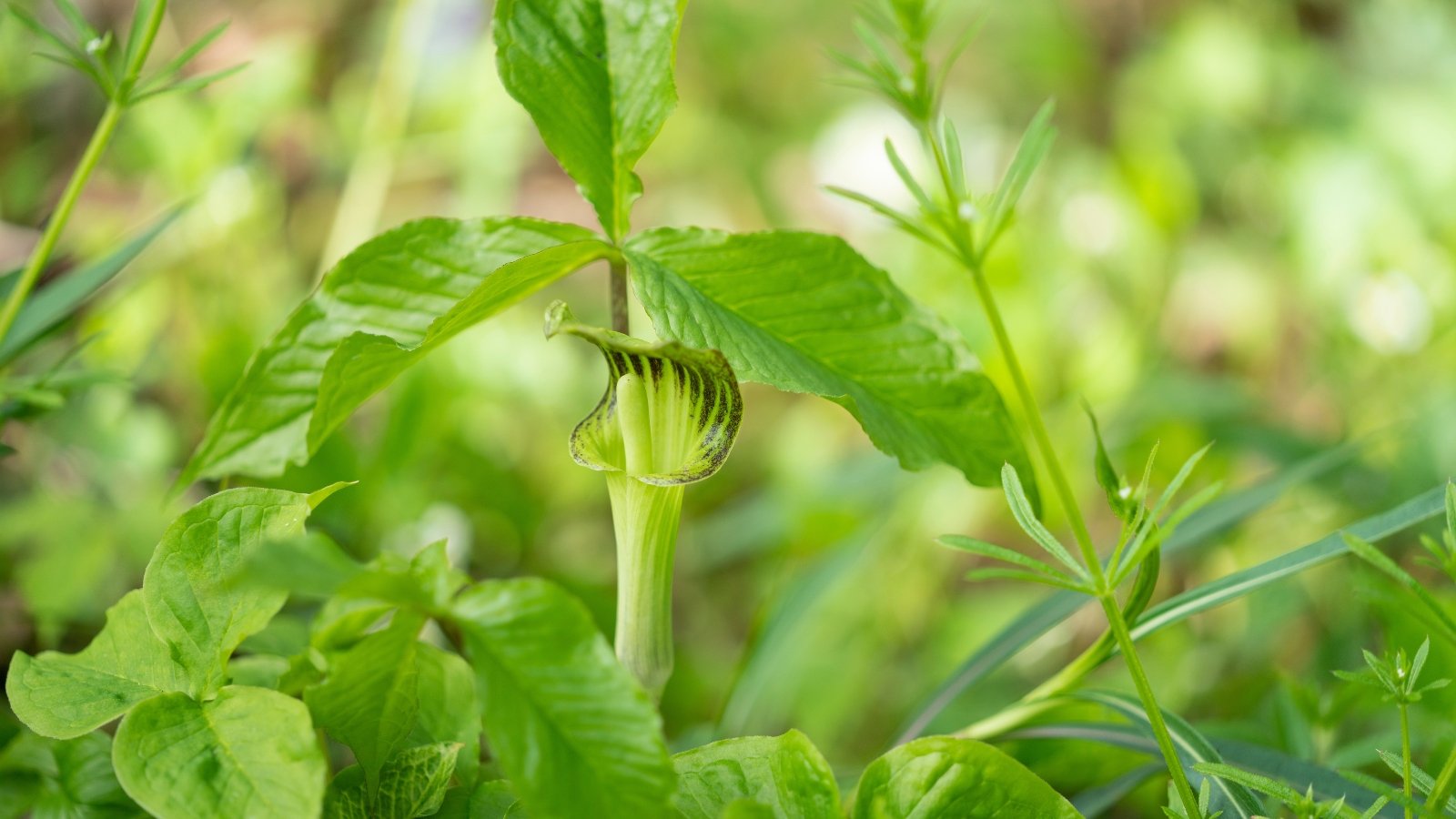 The Arisaema triphyllum boasts a unique flower with a striped, hooded spathe enveloping a slender spadix, accompanied by large, trifoliate leaves that are glossy and bright green.