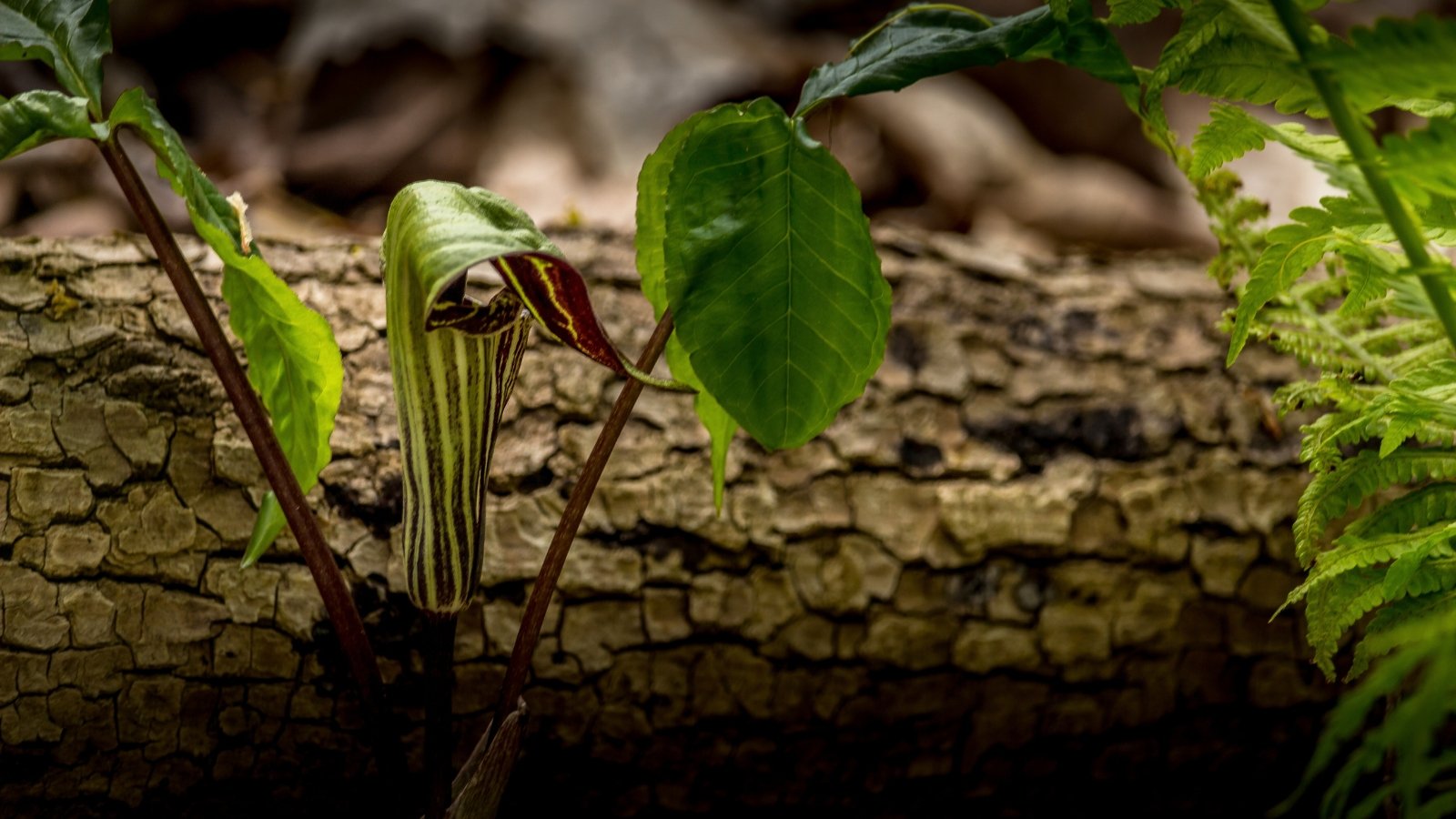 The flower of the jack-in-the-pulpit is a green and purple-striped spathe covering a spadix, nestled within a cluster of broad, divided leaves.