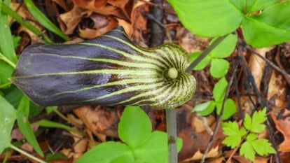 Top view of a flowering plant, jack-in-the-pulpit displaying a striking, green and purple-striped spathe that curves over a central spadix, set among large, trifoliate leaves.