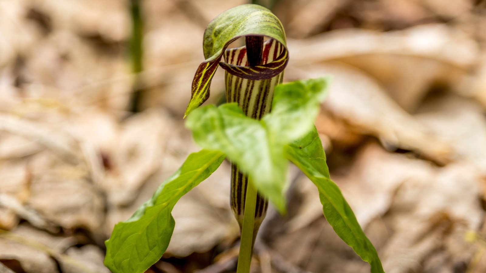The jack-in-the-pulpit features a unique flower with a striped, hooded spathe enveloping a slender spadix, accompanied by three-parted, glossy green leaves.