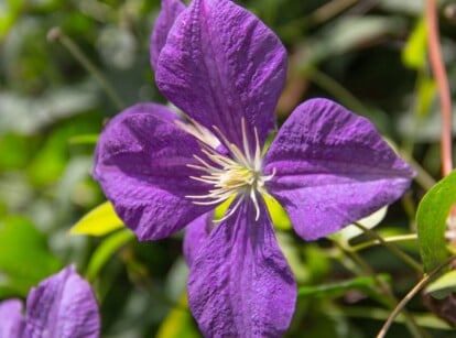 Jackmans Clematis Blooming on a vine in Deep Violet Color