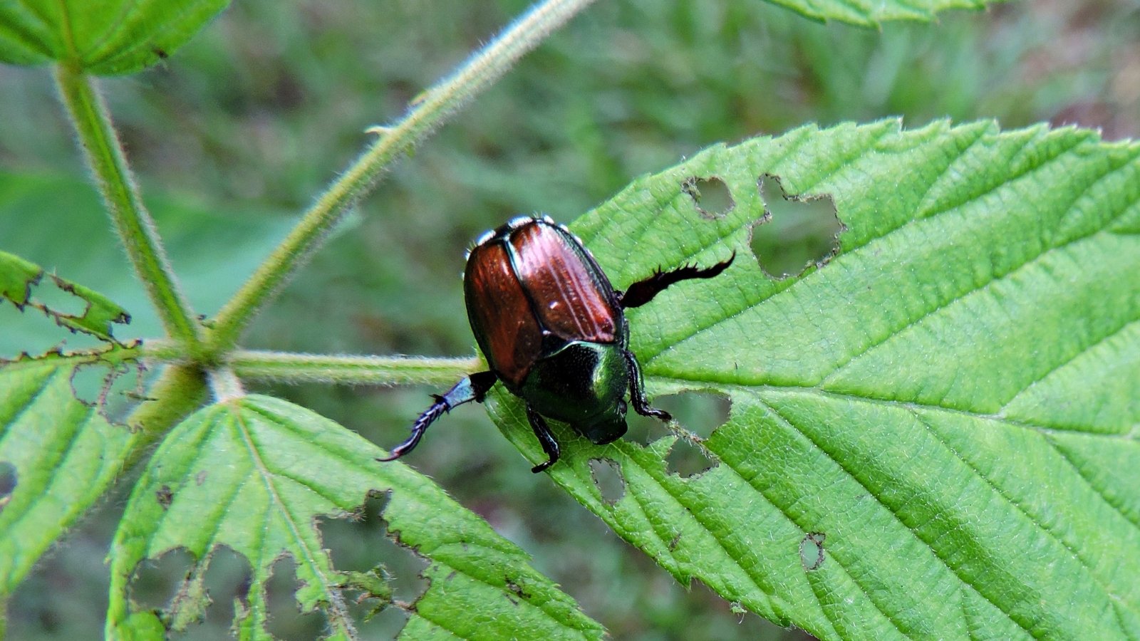 A Japanese beetle with a metallic green and copper body is perched on a leaf, chewing through the foliage with its mandibles.
