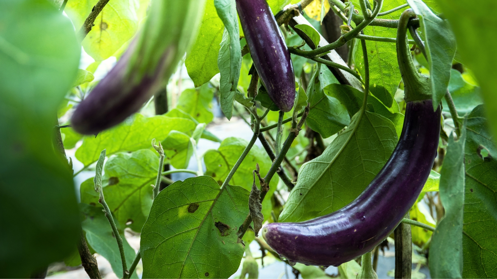 Close-up of Slender Japanese eggplants forming elongated, slender fruits with a glossy purple skin among elongated, lance-shaped leaves.