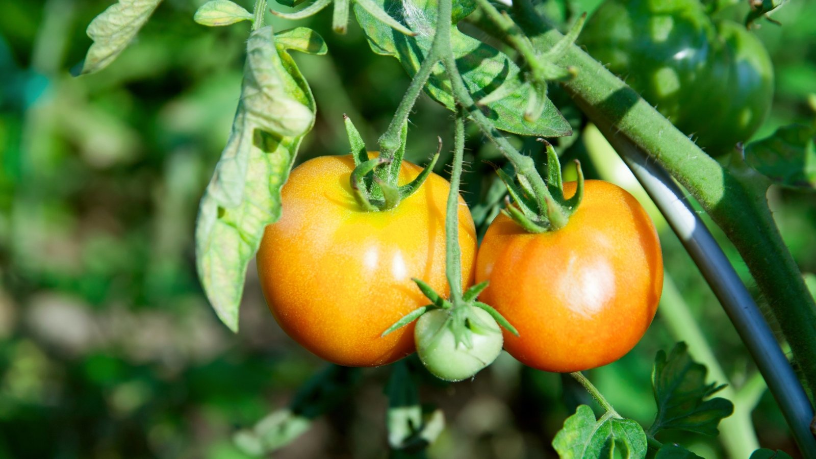 Close-up of ripening ‘Jaune Flamme’ tomatoes in a sunny garden. Solanum lycopersicum ‘Jaune Flamme’ stands out with its vibrant appearance, featuring compact vines adorned with clusters of small, round tomatoes. The fruits exhibit a striking golden-orange color with a slight blush of red near the stem end.