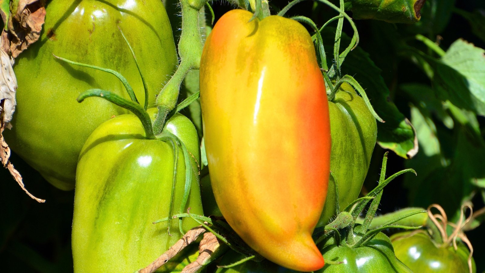 Close-up of the fruits of Solanum lycopersicum 'Jersey Devil' which are uniquely shaped, resembling elongated peppers with a pointed tip, featuring a vibrant green, orange-red coloration and smooth skin.