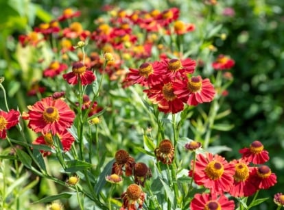 June flowers. Helenium plants exhibit robust stems and elongated leaves, providing a verdant backdrop to their striking, daisy-like flowers characterized by prominent cone-shaped centers and bright red petals shining under full sun in the garden.