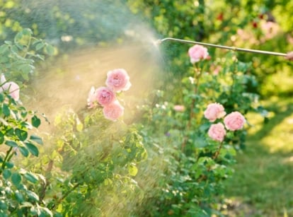 June tasks. A close-up of a woman, dressed in a denim shirt, using a hose to spray blooming roses with their delicate, lush flowers in a sunny summer garden.