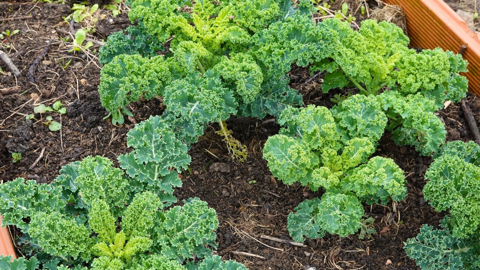 Kale plants growing on a wooden raised bed showcases sturdy, curly leaves with a rich, deep green hue.