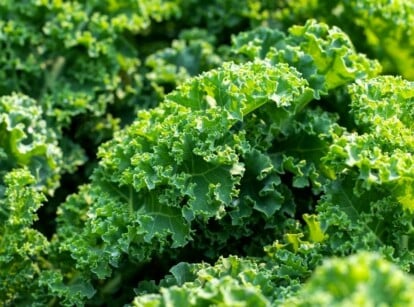 kale companion plants