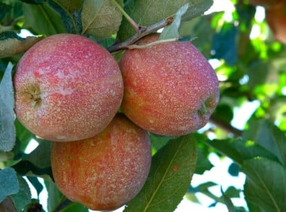 Close-up of ripe apples on a tree sprayed with kaolin clay against pests. The apples are large, round in shape, with slightly elongated bottoms. The skin is smooth, shiny, pinkish in color and covered with a thin layer of white coating - residue from kaolin clay spray.