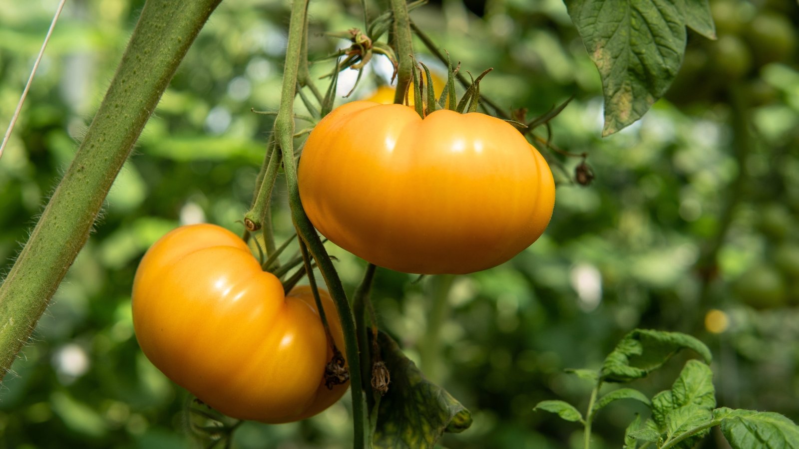 Close-up of ripe Solanum lycopersicum 'Kellogg's Breakfast' in a garden with a blurred background. Solanum lycopersicum ‘Kellogg’s Breakfast’ presents a striking appearance with its vigorous vines bearing clusters of large, beefsteak-type tomatoes. The fruits are renowned for their vibrant golden-orange hue and smooth, slightly ribbed exterior.