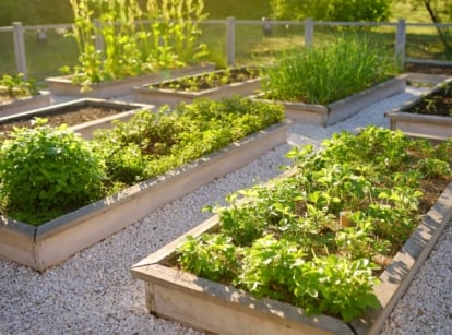kitchen garden plants. View of a garden with wooden raised beds containing a variety of herbs, vegetables and fruit plants.