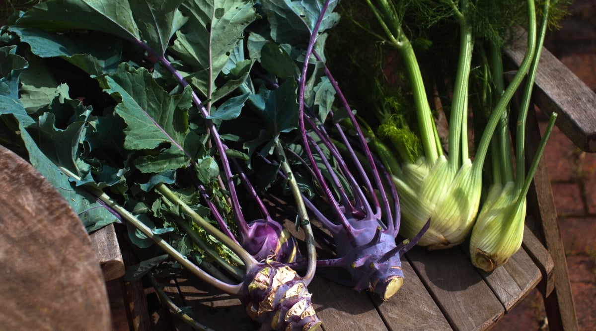 Close-up of fennel and Kohlrabi on a wooden chair in the garden. Fennel is a perennial herb with pinnate green foliage and a crunchy, bulbous base. Kohlrabi is a unique vegetable that has a convex shape with a stem-like appearance reminiscent of a turnip or radish. The swollen stalk is purple in color with a crispy and juicy texture. Kohlrabi leaves are large, dark green, oblong, wide with wavy edges.